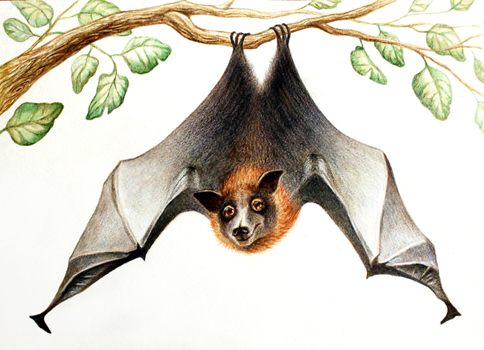 Летучая Лисица.