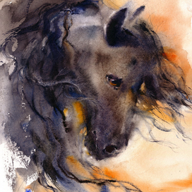 Черная лошадка