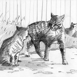 Кошачьи разборки