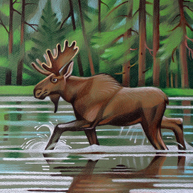 Лось пошел купаться