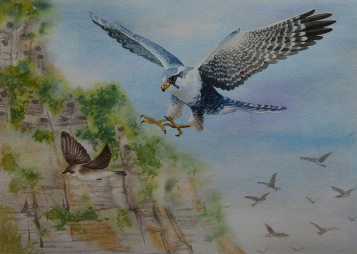 Сокол и ласточка береговушка 