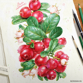 Иллюстрация с брусникой.