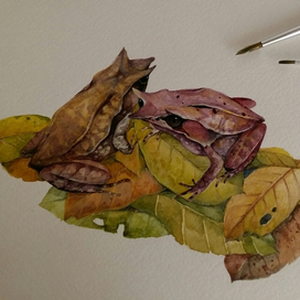 Лягушки- рогатые чесночницы.