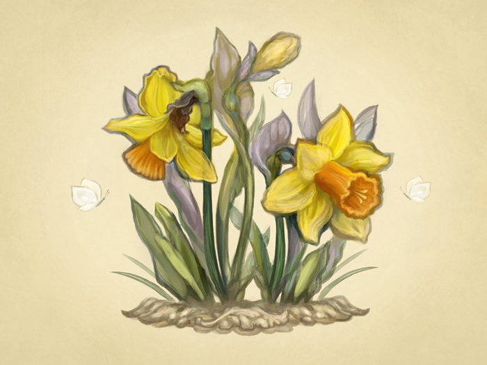 Нарциссы. Иллюстрация. Цифровая живопись
