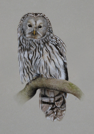 Уральская неясыть