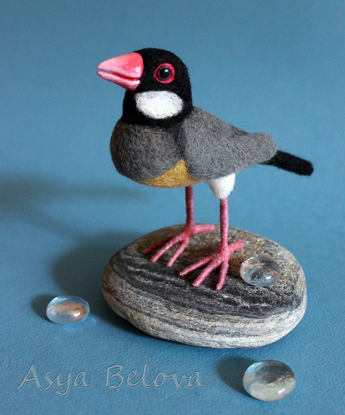 Рисовая  амадина