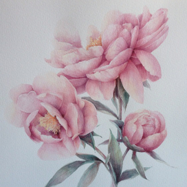 Розовые пионы...