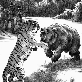 Схватка медведицы и тигра