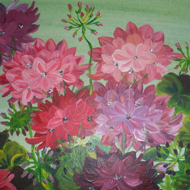 Цветы пеларгонии