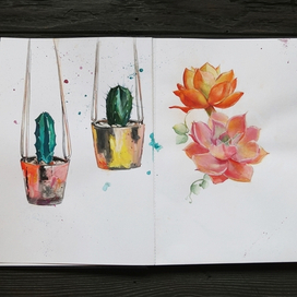 Cactus and succulents