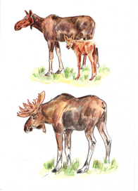 Лоси в цвете :-))