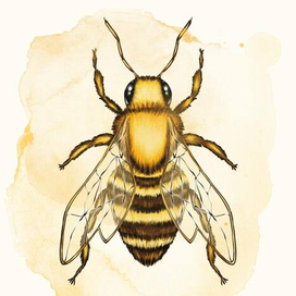 Открытка с пчелой