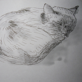 Ламповый кот