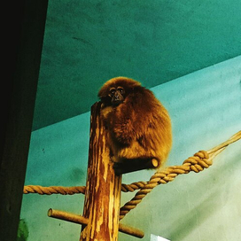 грустный примат