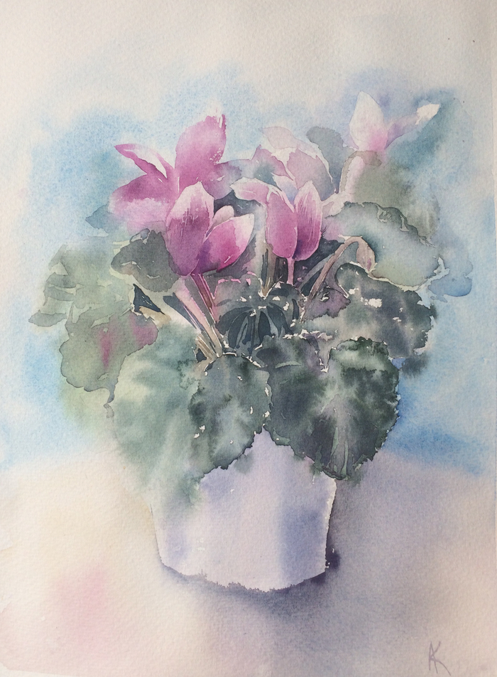 Цикламен в весенних лучах солнца 