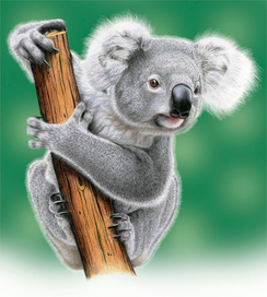 Коала