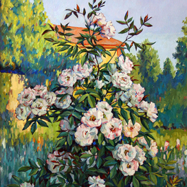 Сад. Плетистые розы.