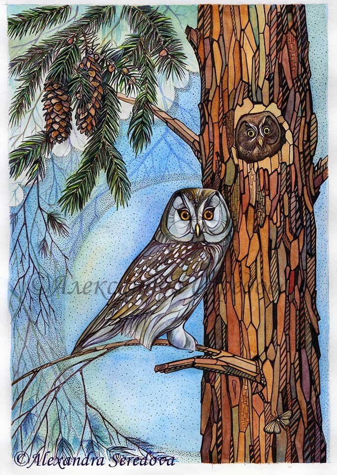 Совушки. Мохноногий  сыч.