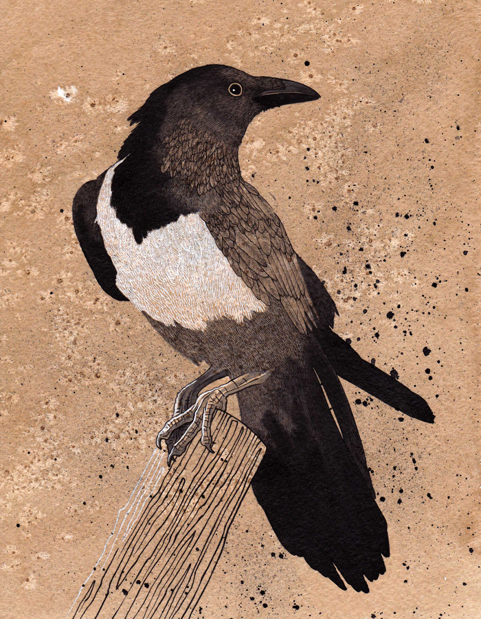 Африканская ворона.