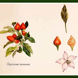 Ботаническая иллюстрация "Декоративный перец"