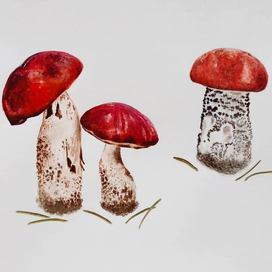 Ботаническая иллюстрация. Грибы.