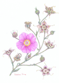 Rubus odoratus