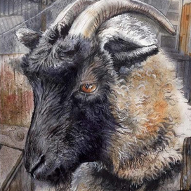 "Во дворе". Домашние животные1