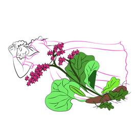 Душка БАДАН 