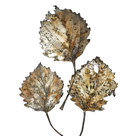 осиновые листья