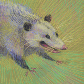 Опоссумы. Зарисовки