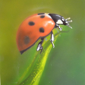 Божья коровка