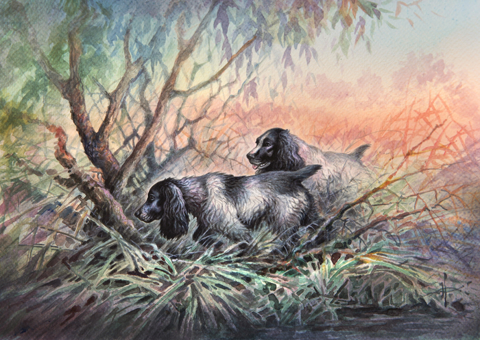 Подружейные собаки. Спаниели. Русский спаниель.