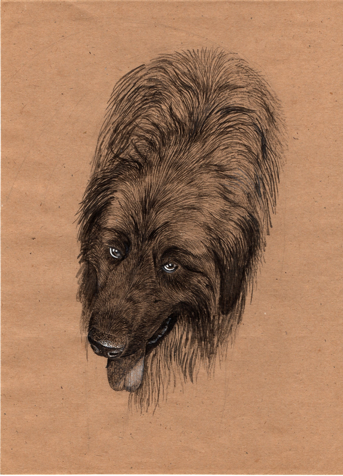 Портрет леонбергера