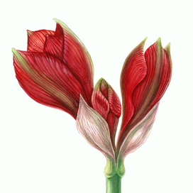 Начал распускаться