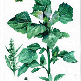 Марь белая (Chenopodium album). Ботаническая иллюстрация