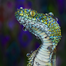 Древесная гадюка в росе (tree viper)