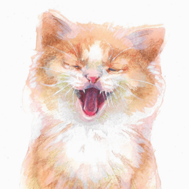 Вот такой глупый котёнок!