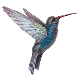 Колибри 
