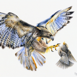 Ястреб и соловей