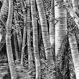 в лесной глуши