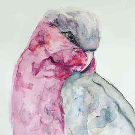 Розовый попугай