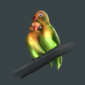 Неразлучники (иллюстрации птиц)