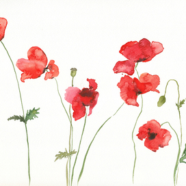 Маки у белой стены