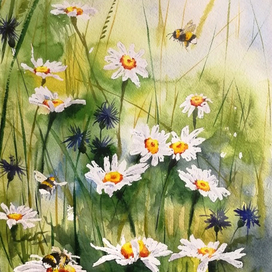 Полевые ромашки и шмели