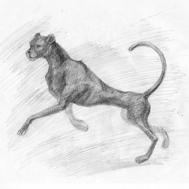 Дикая кошка