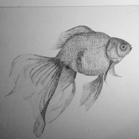 fish from a dream