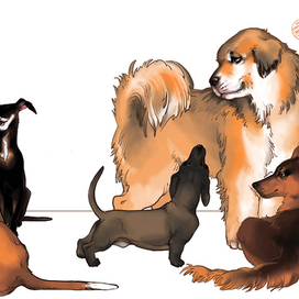 благотворительный фонд защиты животных "Дино"