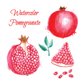 Гранат. Акварельная иллюстрация.