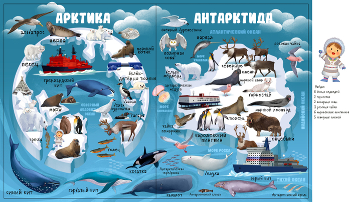 Виммельбух Арктика и Антарктика