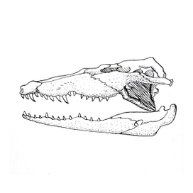 Череп крокодила